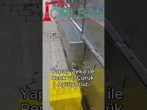 Trilye olive sorting — ZEYBEK Vision-AI